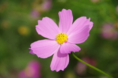 コスモス