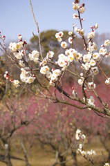 大高緑地公園にて