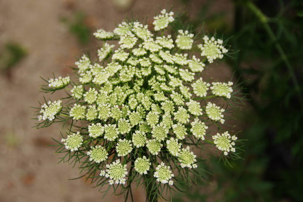 真上から（ニンジン（採種用・八事五寸）