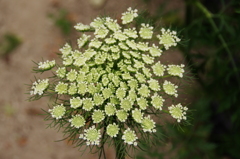 真上から（ニンジン（採種用・八事五寸）