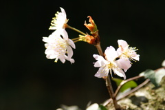 支那実桜