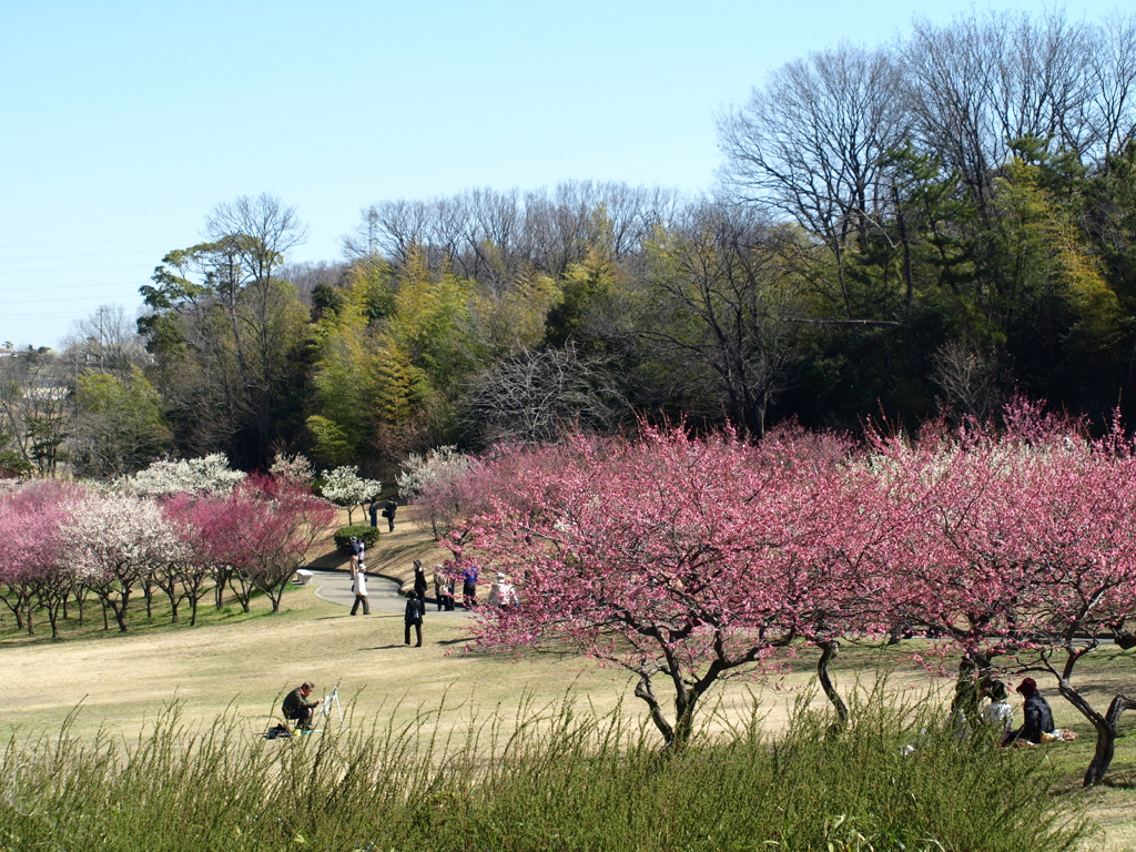 大高緑地公園にて　