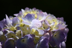 紫陽花