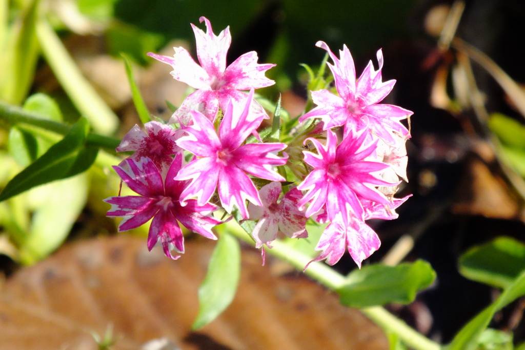 名古屋市農業センターにて　