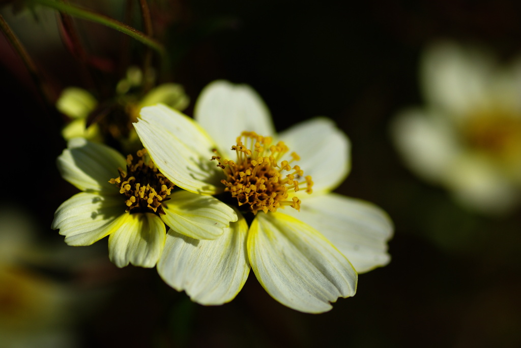 ウィンターコスモス
