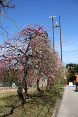 名古屋市農業センターにて