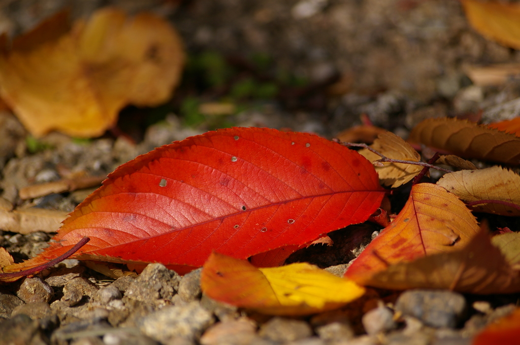 落ちてなお美しく＾＾