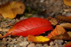 落ちてなお美しく＾＾