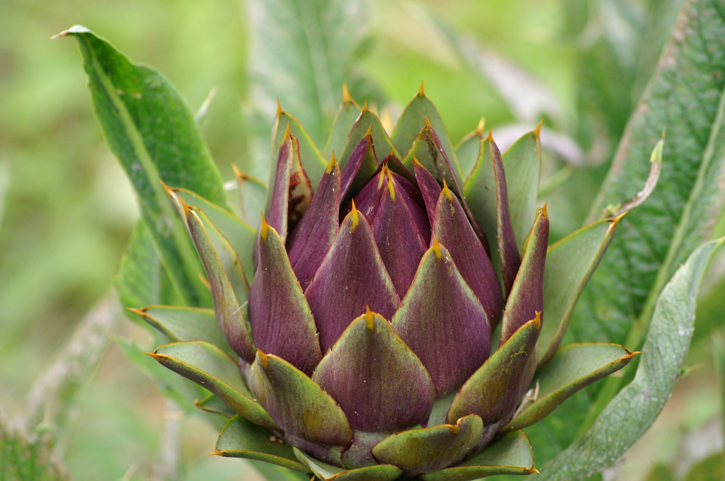 名古屋市農業センターにて