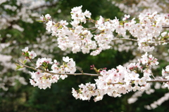 染井吉野