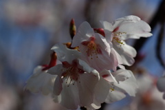 彼岸桜