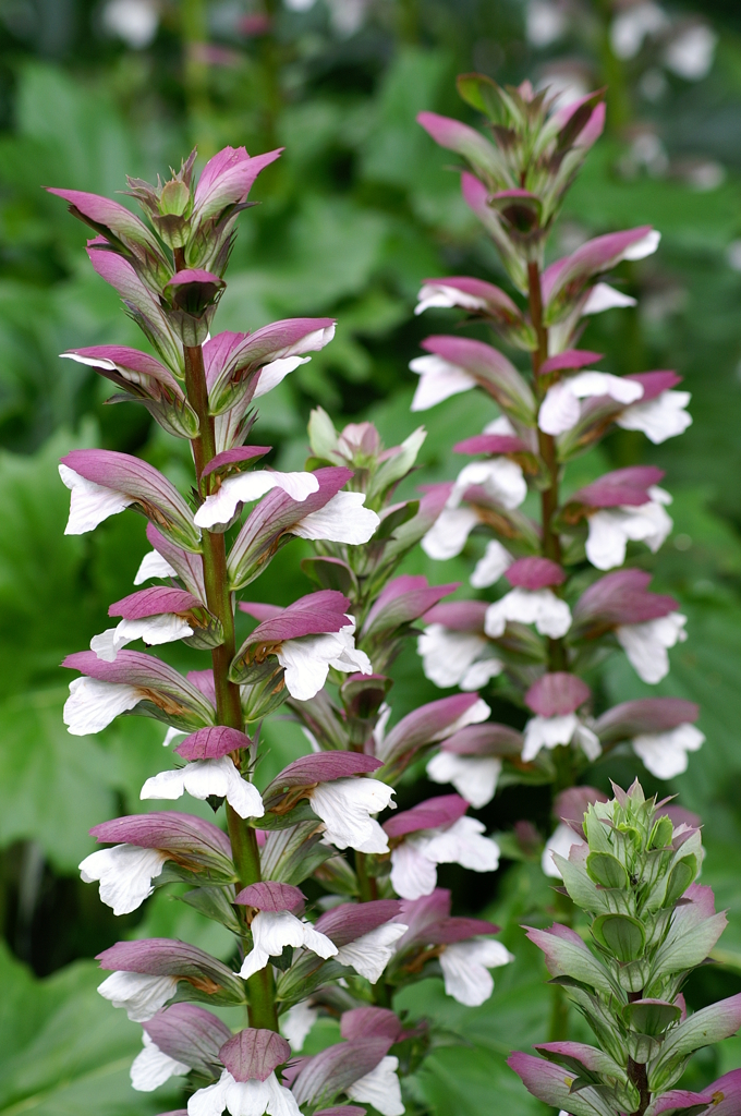 アカンサス・モリス