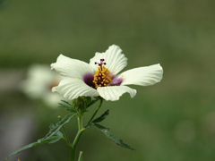 名古屋市農業センターにて　