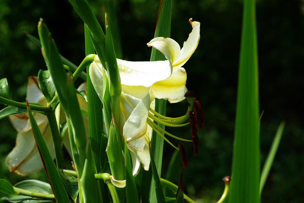 名古屋市農業センターにて　