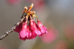 寒緋桜