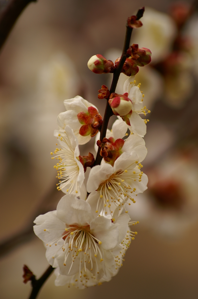 大高緑地公園にて　３月０８日 065