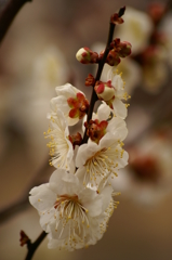 大高緑地公園にて　３月０８日 065