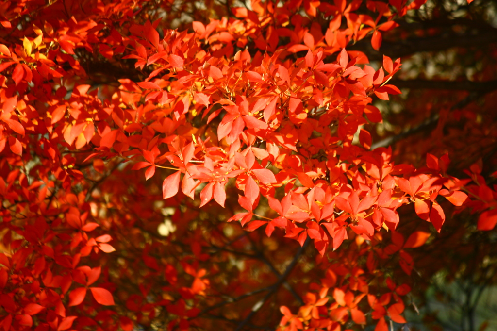 ドウダンツツジ