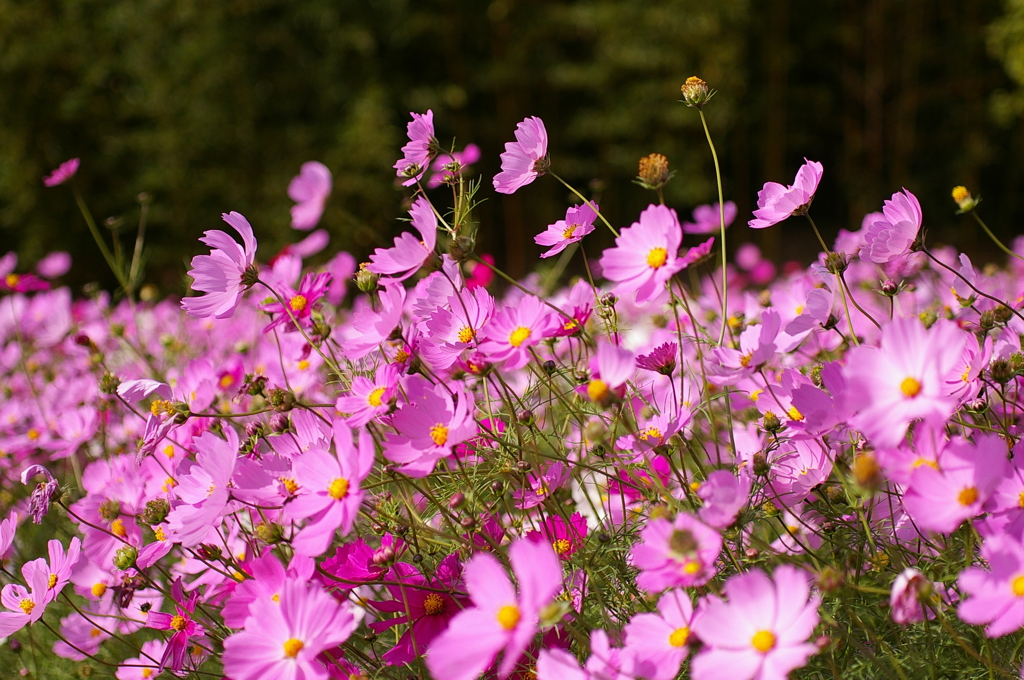 揺れるコスモス