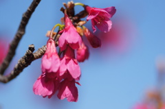 寒緋桜