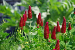 ストロベリーキャンドル