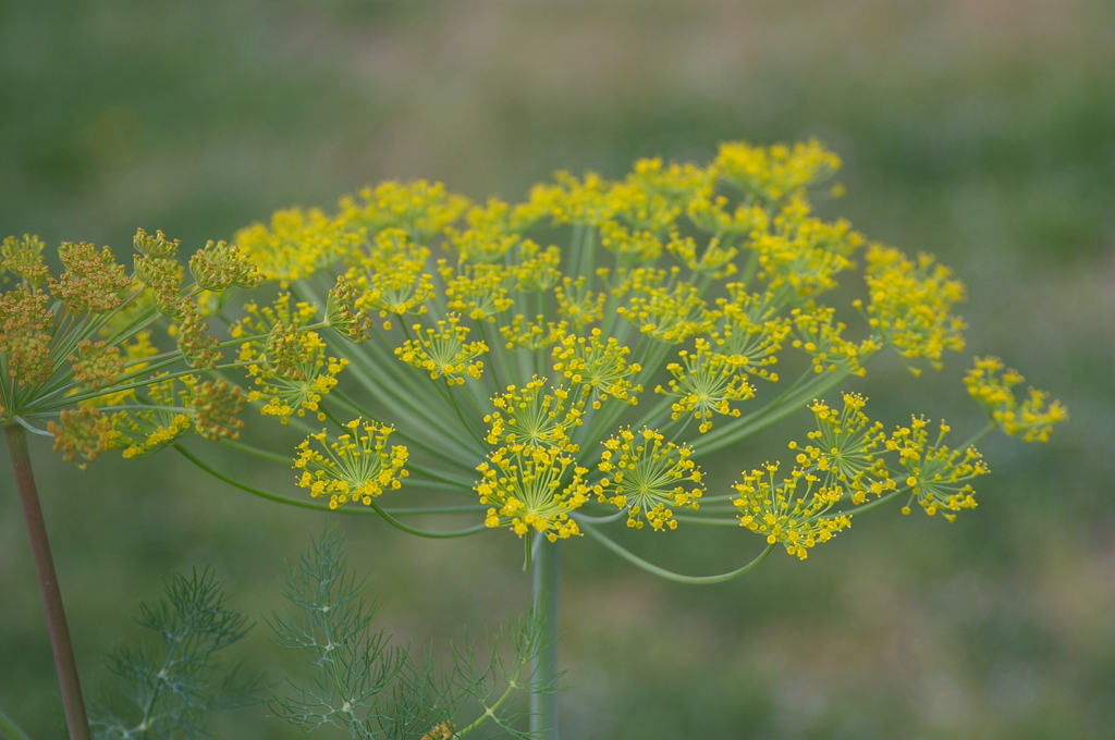 名古屋市農業センターにて　
