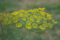 名古屋市農業センターにて　