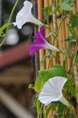 夏の風物詩