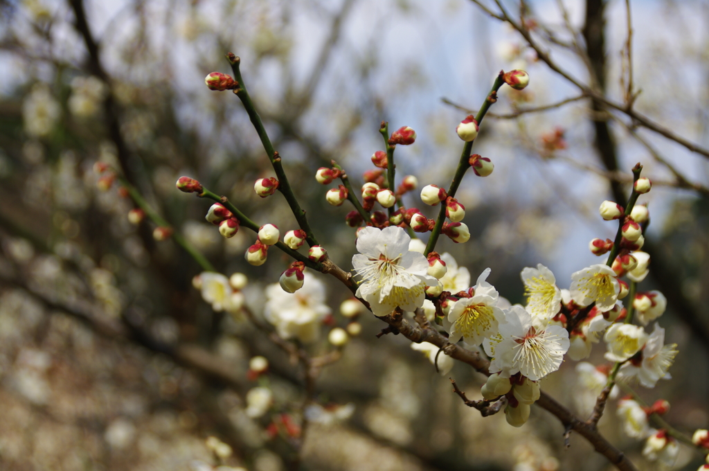 東風吹かば、匂いおこせよ、梅の花、主無しとて、春を忘るな