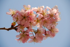 支那実桜