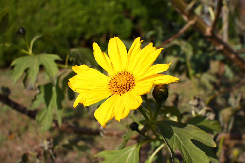 チトニアガリバー