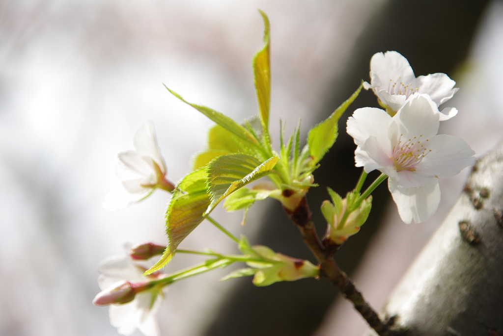 大島桜