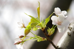 大島桜
