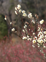 大高緑地公園にて