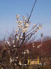 大高緑地公園にて