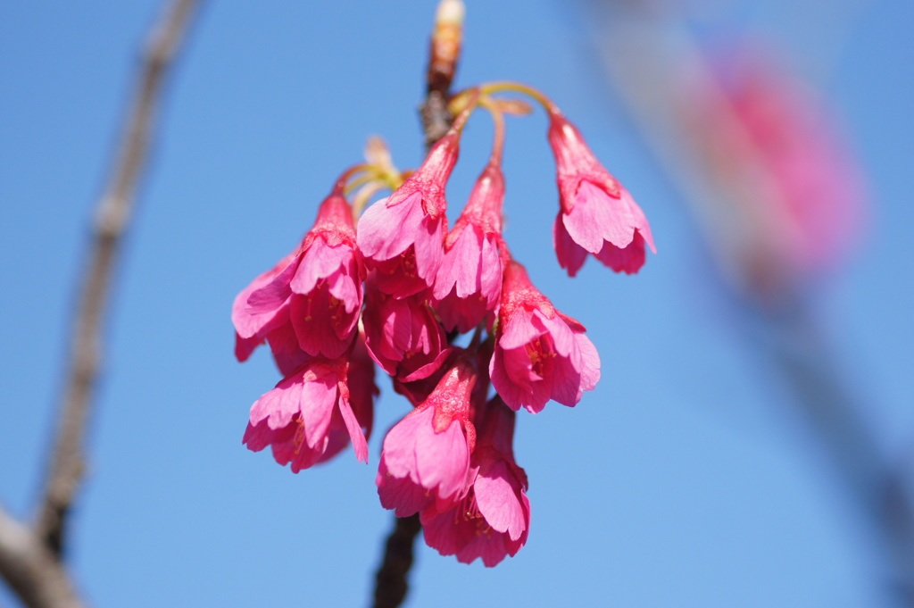 寒緋桜
