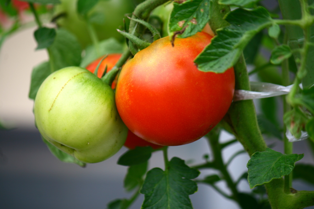 美味しそうに色づいて^^