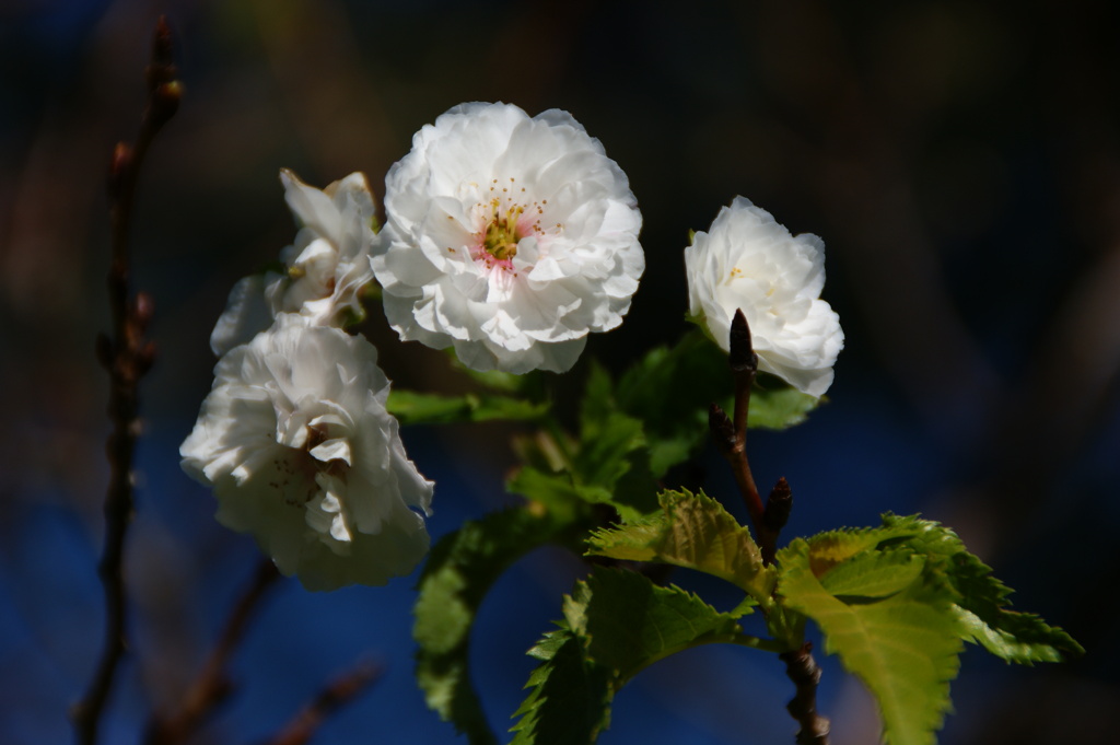 冬桜