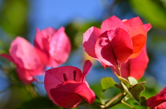 ブーゲンビレア