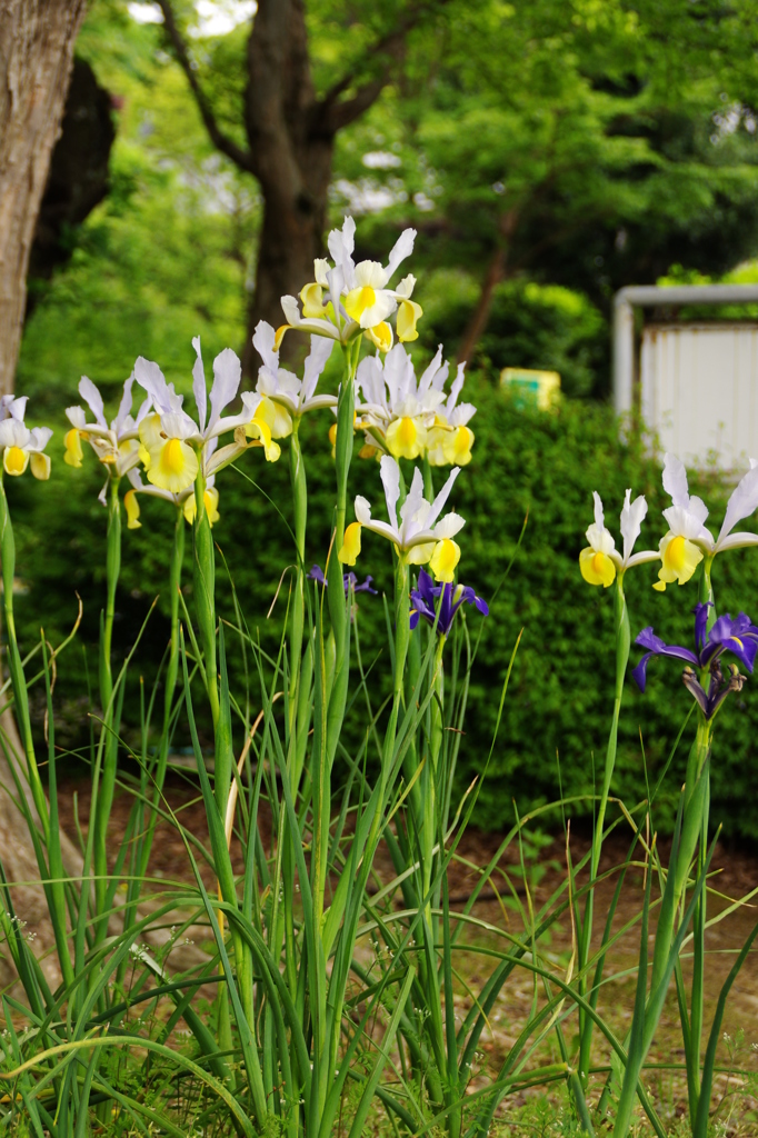 ダッチアイリス