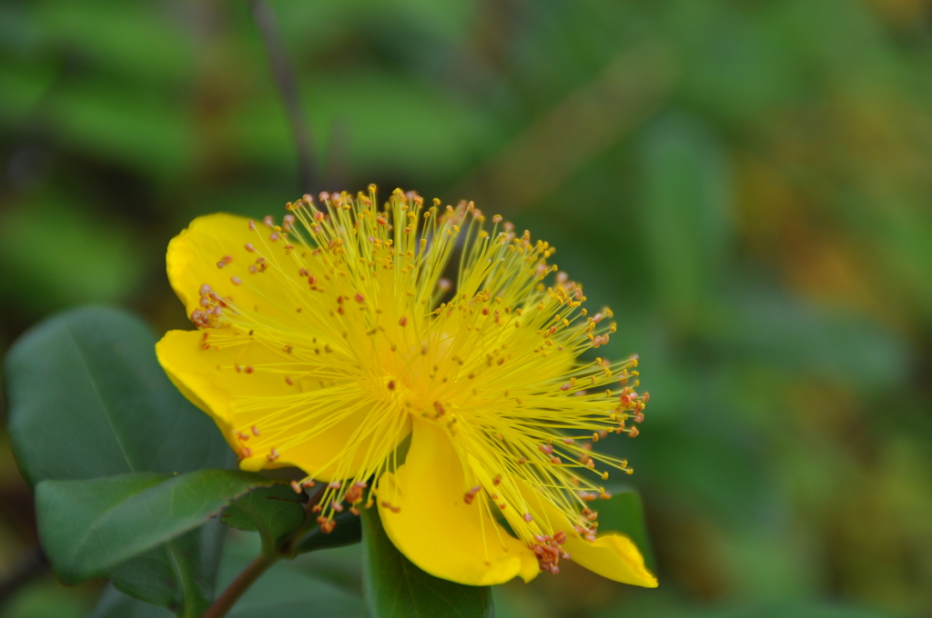 ヒペリカム・カリシナム