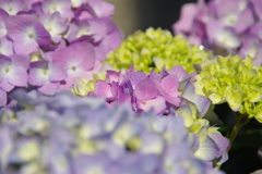紫陽花