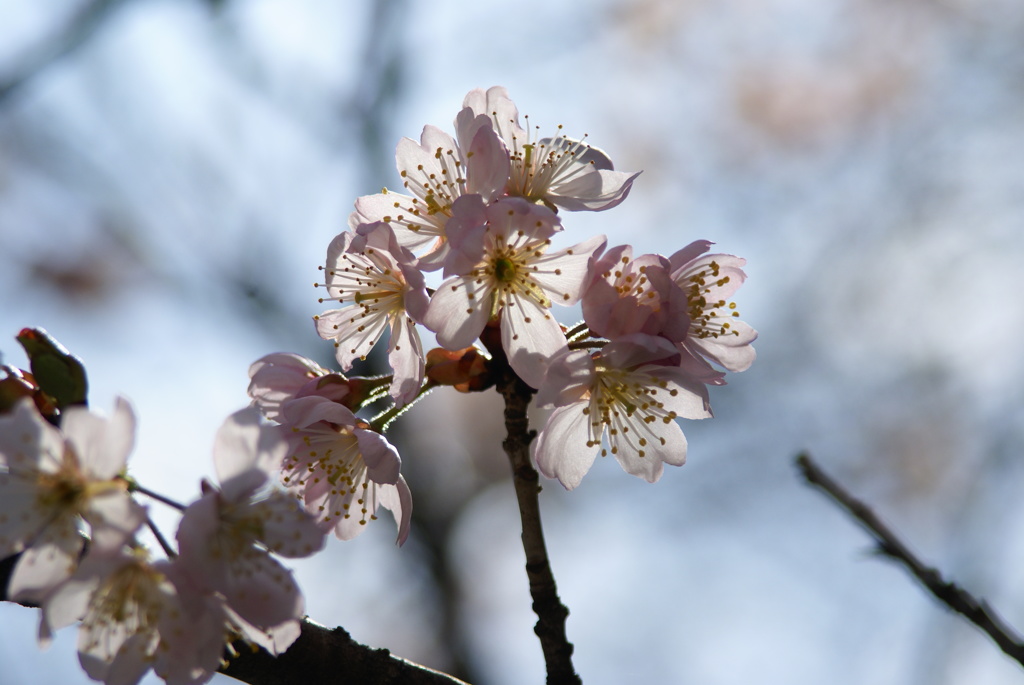 支那実桜