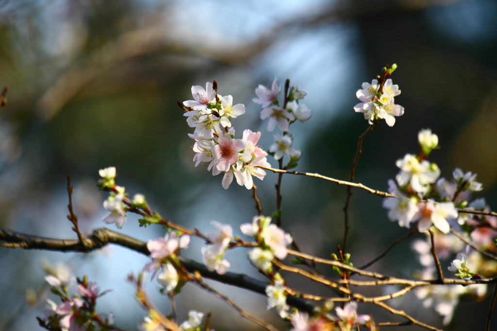 四季桜