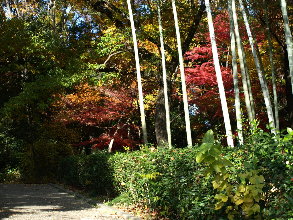 竹越しの紅葉