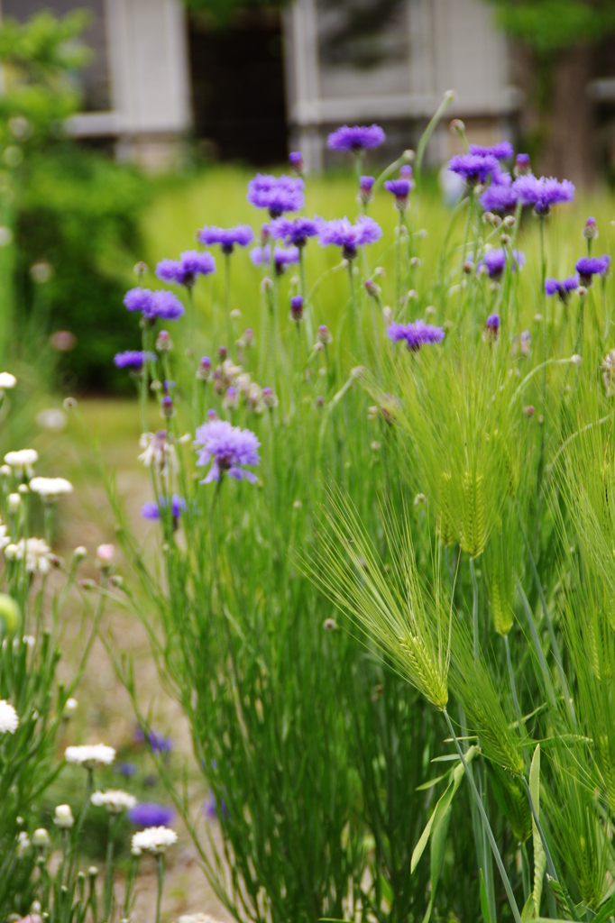 麦と矢車草