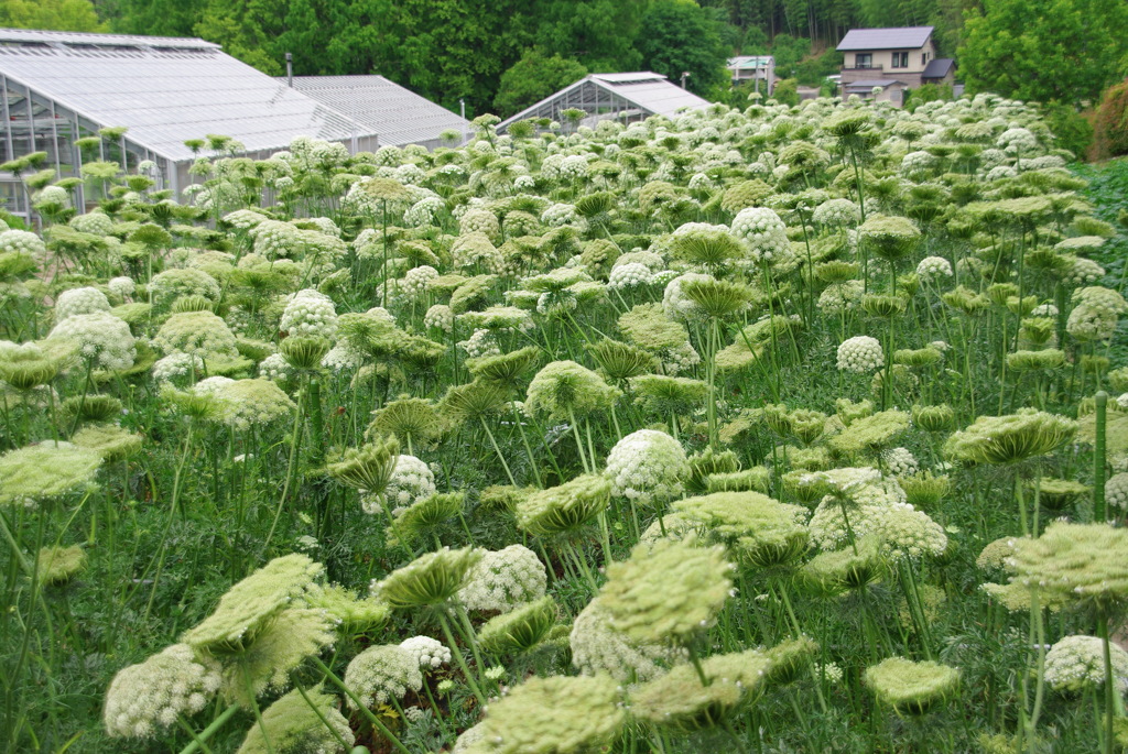 ニンジン（採種用・八事五寸）