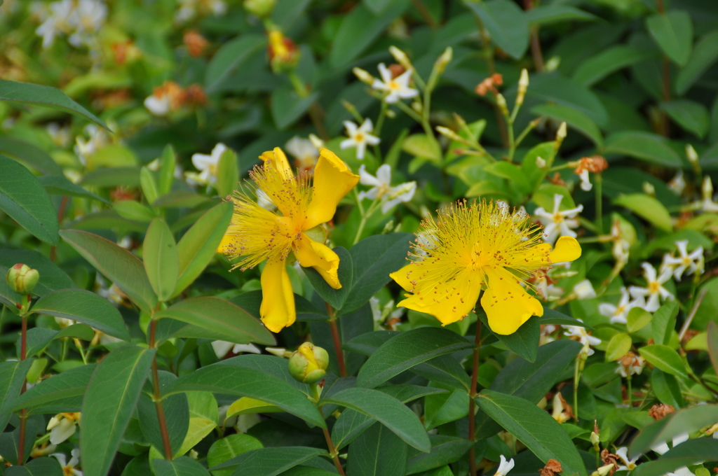 ヒペリカム・カリシナム