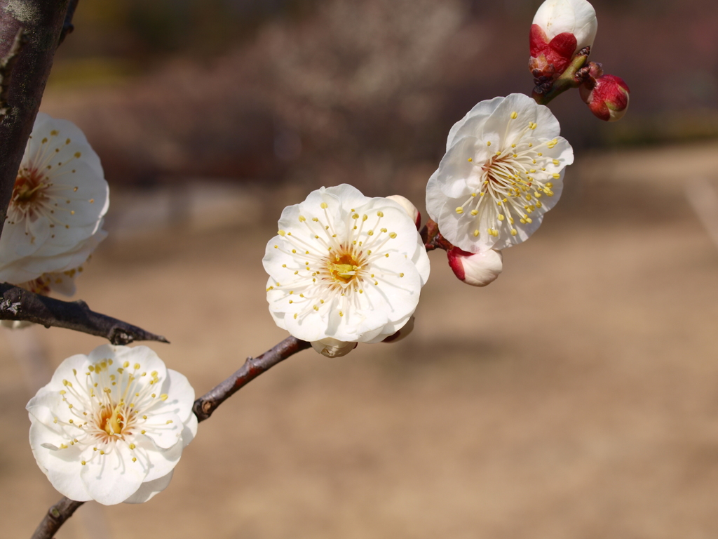 大高緑地公園にて