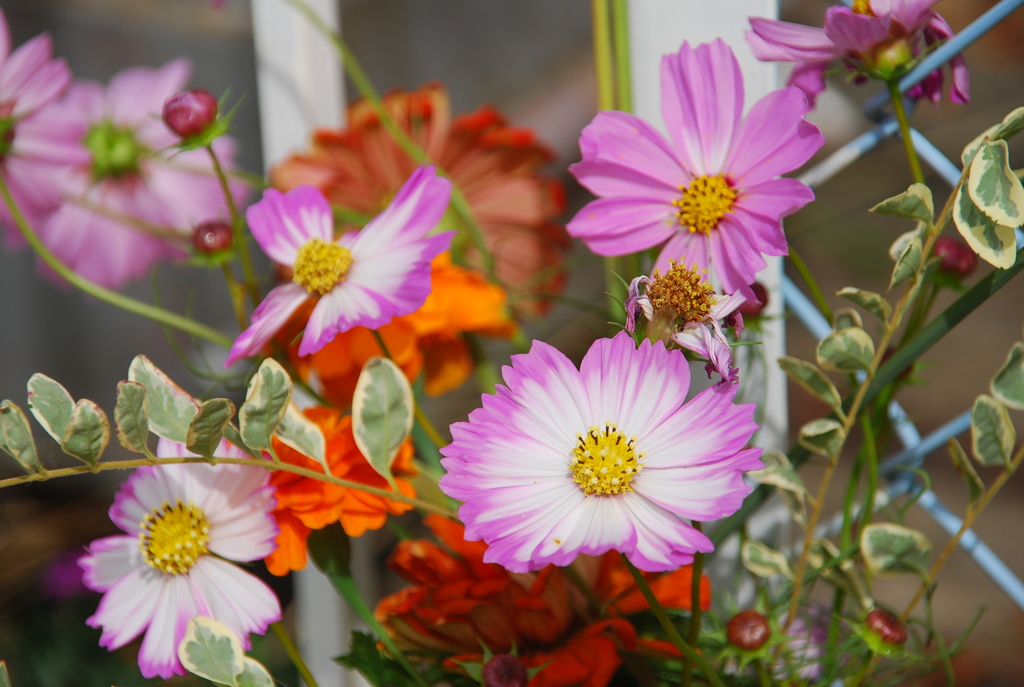 大高緑地公園にて　
